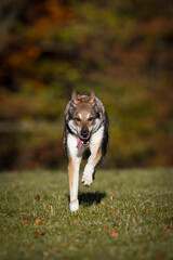 Sch&auml;ferhund Mischlingsh&uuml;ndin im Herbst auf der Wiese, &Ouml;sterreich