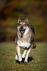 Sch&auml;ferhund Mischlingsh&uuml;ndin im Herbst auf der Wiese, &Ouml;sterreich