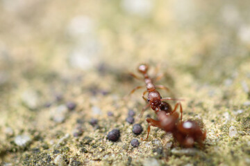 myrmica scabrinodis warrior ant macro photo
