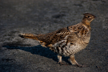 Ruffed Grouse close up