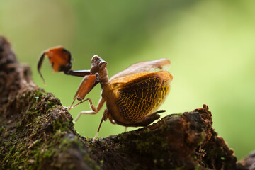 The Other Spesies of Mantis : Astyliasula phyllopus