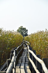 Wooden footbridge