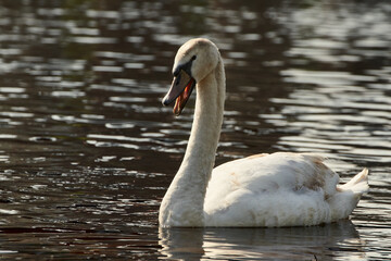 Close-up of a white Mute Swan (Cygnus olor) with open beak swimming in the water.