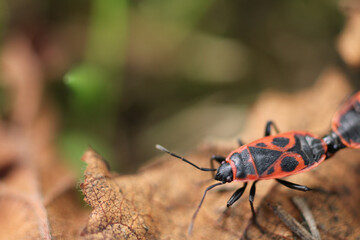 red pyrrhocoris apterus macro photo