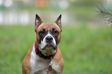 brown and white American Staffordshire Terrier dog in summer  in the park