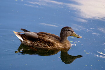 Duck on the water