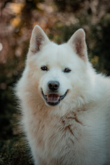 samoyedo