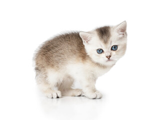 Fototapeta na wymiar Funny Scottish kitten stands on white