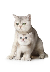 Obraz premium Scottish cat with her one month old kitten