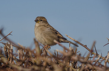 Spatz auf einer Hecke