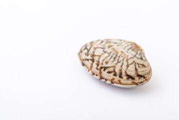 あさり　アサリ　浅蜊　蛤仔