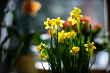 Beautiful spring flowers. Yellow daffodils. Sunny day. Close-up.