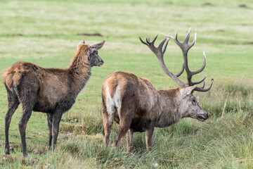 Male and Female Red Deer Standing in a Field