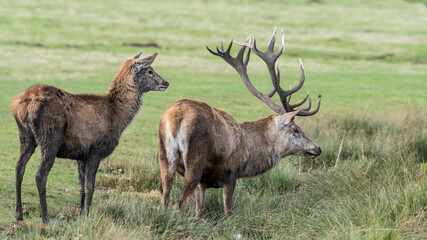 Naklejka na ściany i meble Male and Female Red Deer Standing in a Field