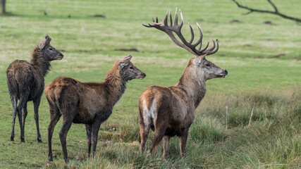 Naklejka na ściany i meble Male and Female Red Deer Standing in a Field