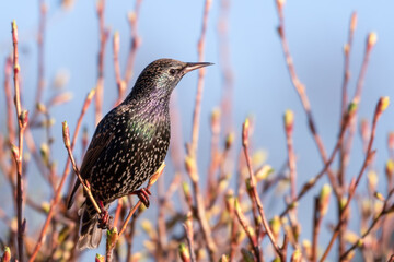 Iridescent Starling Perched in a Tree