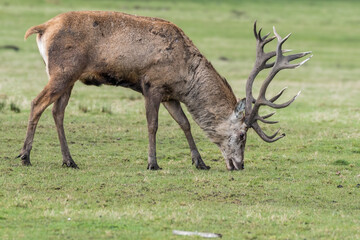 Red Stag Deer Feeding on Grass