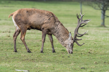 Red Stag Deer Feeding on Grass