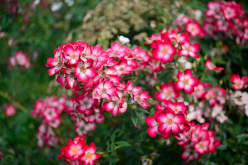 Beautiful rose in the garden
