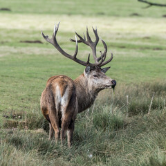 Red Stag Deer Feeding on Vegetation in Wet Grass