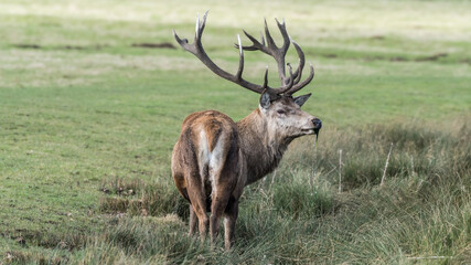Red Stag Deer Feeding on Vegetation in Wet Grass