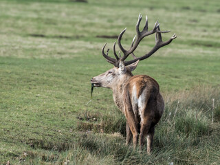 Red Stag Deer Feeding on Vegetation in Wet Grass