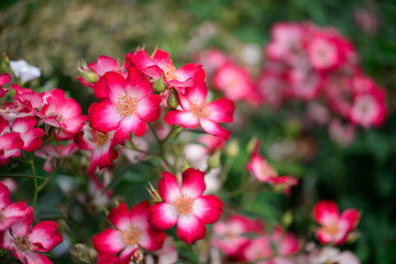 Obraz premium Beautiful rose in the garden