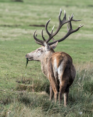Red Stag Deer Feeding on Vegetation in Wet Grass