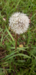 dandelion head