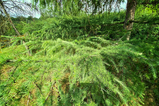 Christmas tree Abies in evergreen landscaped garden. Green spruce needles on fir. Clear sunny day.