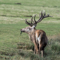 Red Stag Deer Feeding on Vegetation in Wet Grass