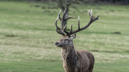Red Stag Deer Standing in a Field