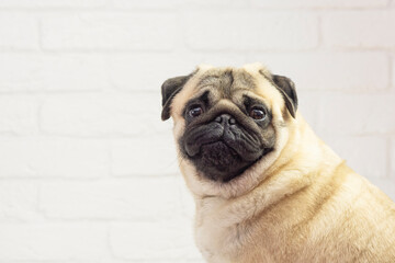Funny pug dog   amazed facial expression  on white  background  with copy space .  Advertising   for dog concept .