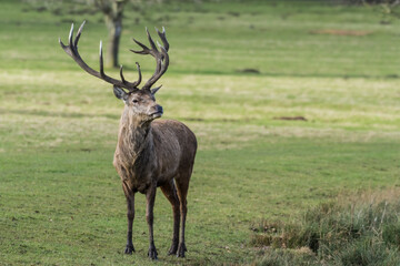 Red Stag Deer Standing in a Field