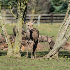 Young Red Deer Standing near an Old Tree
