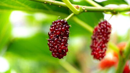 Closeup and selective focus of fresh mulberry fruit