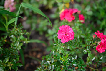 Obraz na płótnie Canvas Beautiful rose in the garden