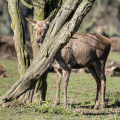 Young Red Deer Standing near an Old Tree