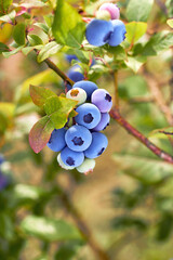 Fresh organic blueberries on the bush. Vivid colors. Organic garden. Garden blueberries delicious, healthy berry fruit. Vaccinium corymbosum, highBush blueberry. Blue ripe berries on a healthy green