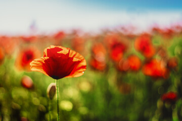Colorful field with red poppies in the sunset light, colorful flowers against the sunset sky
