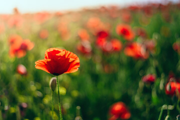 Colorful field with red poppies in the sunset light, colorful flowers against the sunset sky