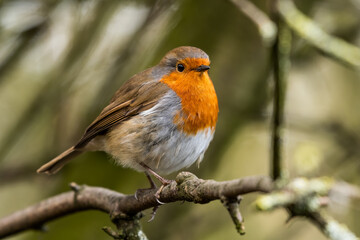 European Robin Perched on a Tree