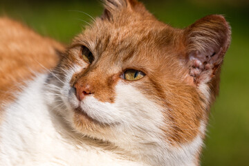 Beautiful Ginger Cat Resting