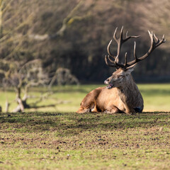 Red Stag Deer resting on Grass