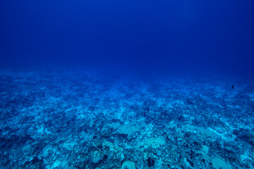 underwater scene with reef
