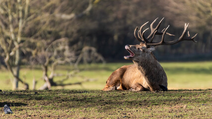 Red Stag Deer resting on Grass