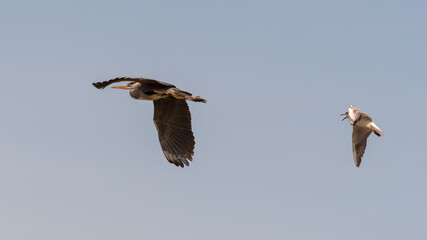 Grey Heron Flying Across the Sky