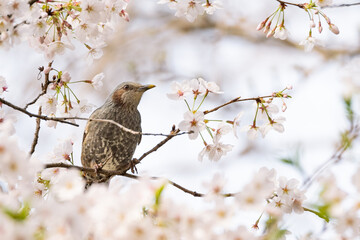 Brown-eared bulbul perches on a twig of the blossoming sakura tree.