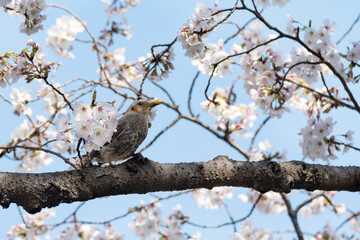 Brown-eared bulbul perches on a twig of the blossoming sakura tree.