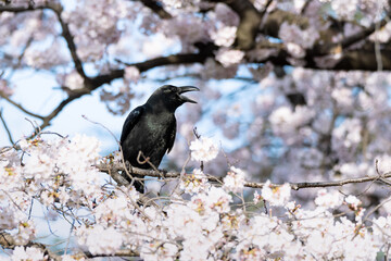 Crow perches on a twig of the blossoming sakura tree.
